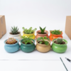 POC0008i Bowl Planter: Round base - Cute Ceramic planters. Small planters suitable set for home decor, gifting and personal use