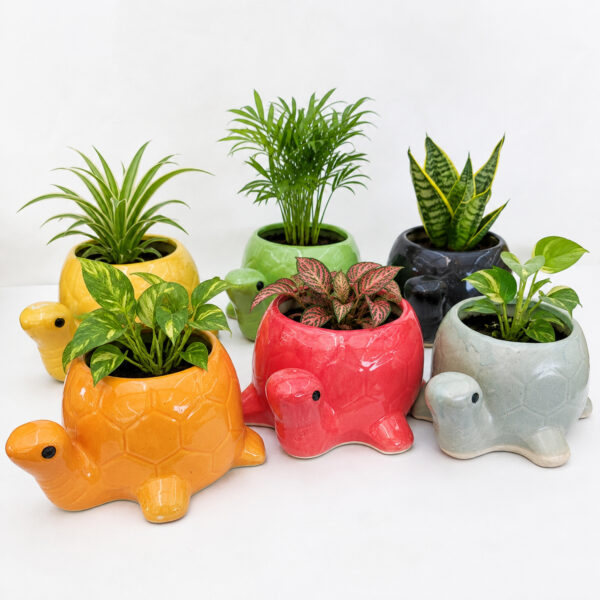 POC0027g Tortoise shaped Planter - Cute and colourful Tortoise shaped Ceramic planters suitable set for home decor, gifting and personal use