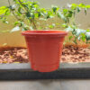 POPN000410BR-a 10 inches Round | Nursery Pot | Plastic Planter Regular with drainage holes | Regular, Lightweight and Sturdy | Suitable for Garden, Balcony, Outdoor and can be placed on Plant Stands