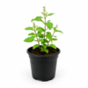Tulsi / Holy Basil (Ocimum Tenuiflorum)