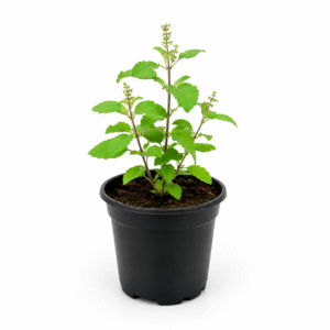 PL0002SR-f Tulsi / Holy Basil (Ocimum Tenuiflorum)