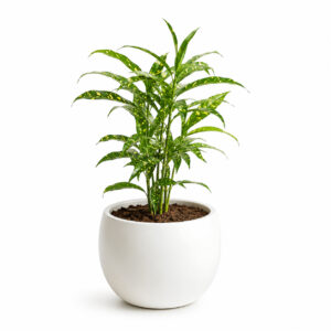 Milky Bamboo (Dracaena Surculosa)