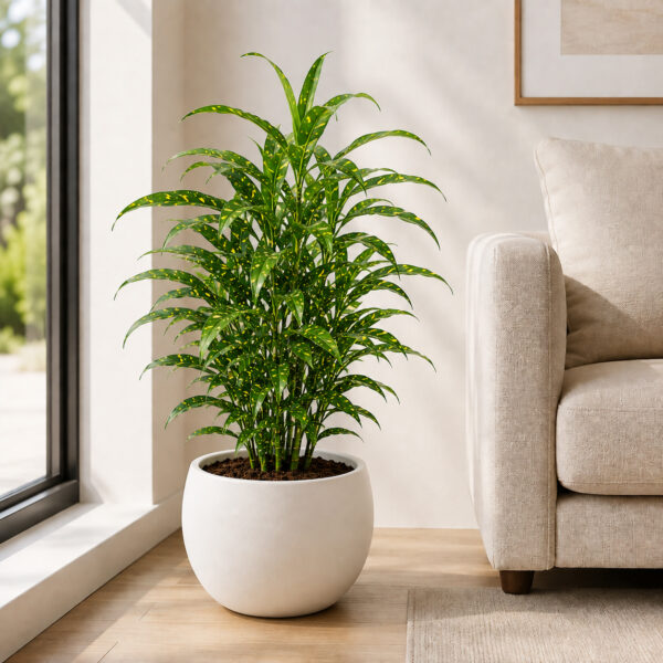 Milky Bamboo (Dracaena Surculosa)