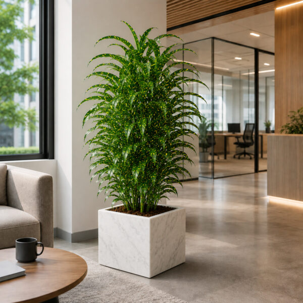 Milky Bamboo (Dracaena Surculosa)