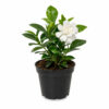 PL0029-a Gardenia (Gardenia jasminoides)