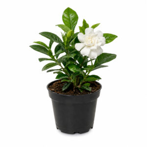 PL0029-a Gardenia (Gardenia jasminoides)
