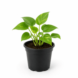 Money Plant / Pothos (Epipremnum Aureum)