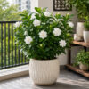 PL0029-b Gardenia (Gardenia jasminoides)