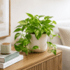 Money Plant / Pothos (Epipremnum Aureum)
