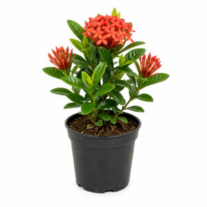 Ixora (Ixora coccinea)