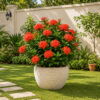 Ixora (Ixora coccinea)