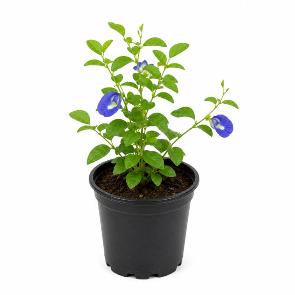 PL0032-a Shankhpushpi / Vishnukiranthi / Butterfly Pea (Clitoria ternatea)