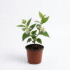 Parijatha / Pavazhamalli / Coral Jasmine / Night Jasmine (Nyctanthes arbor-tristis)