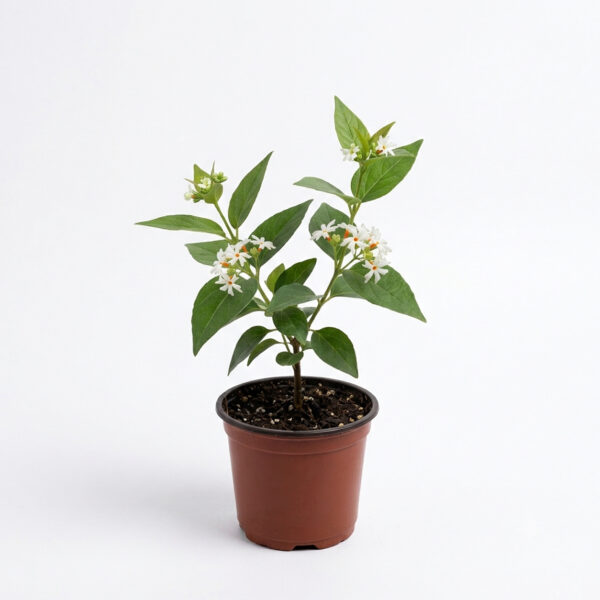 Parijatha / Pavazhamalli / Coral Jasmine / Night Jasmine (Nyctanthes arbor-tristis)