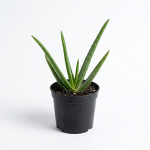 Aloe vera / Sotru Katralai / Kalabanda / Lolesara (Aloe barbadensis)