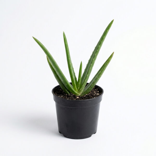 PL0034-a Aloe vera / Sotru Katralai / Kalabanda / Lolesara (Aloe barbadensis)
