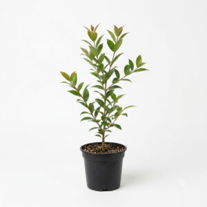 Eugenia (Syzygium myrtifolium)