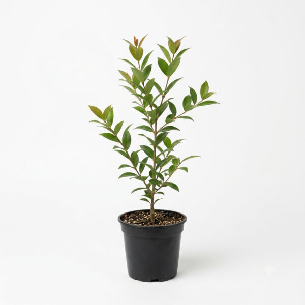 Eugenia (Syzygium myrtifolium)