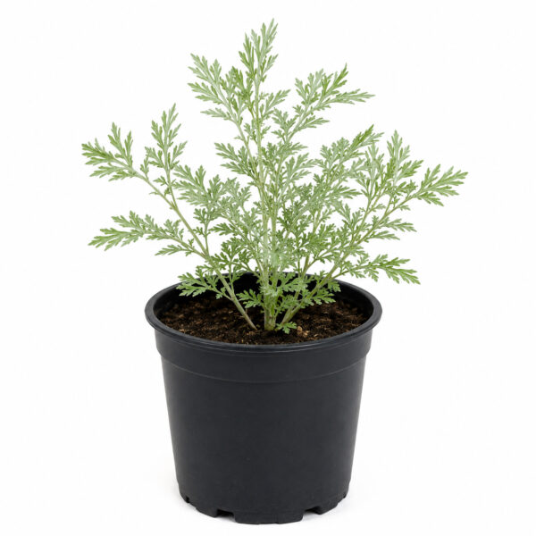 PL0037-a Davanam (Artemisia pallens)