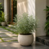 PL0037-b Davanam (Artemisia pallens)