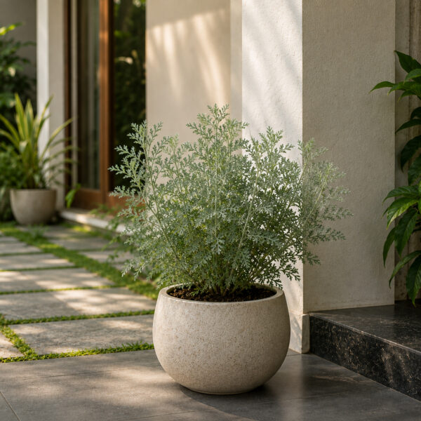 PL0037-b Davanam (Artemisia pallens)