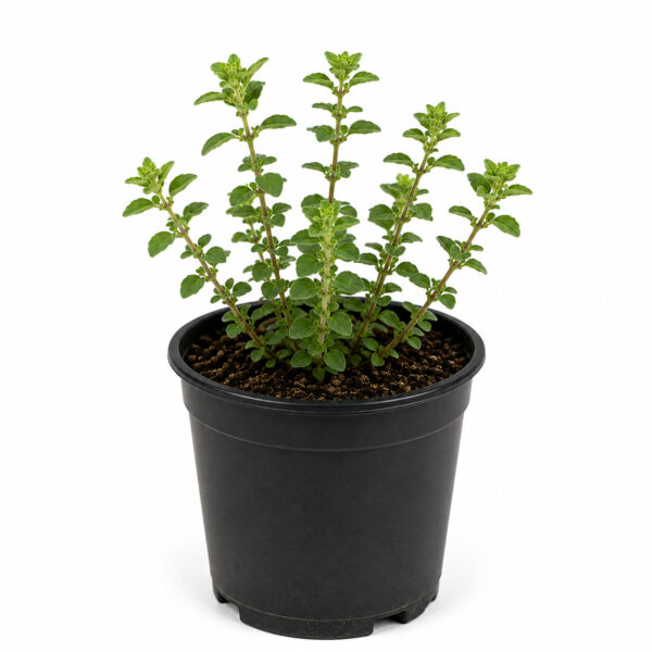 Maruga / Sweet Marjoram (Origanum majorana)