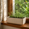 Maruga / Sweet Marjoram (Origanum majorana)