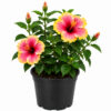 PL0040MC1-a Hibiscus ( Hibiscus rosa-sinensis)