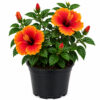 PL0040MC2-a Hibiscus ( Hibiscus rosa-sinensis)