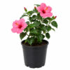 PL0040PK-a Hibiscus ( Hibiscus rosa-sinensis)