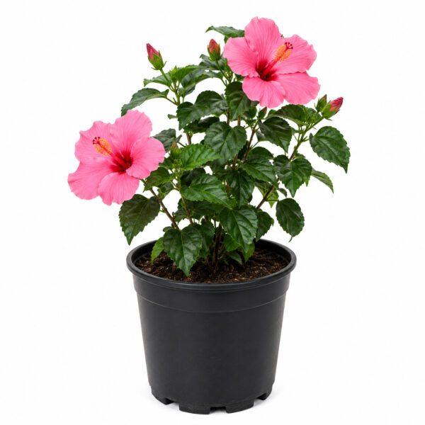 PL0040PK-a Hibiscus ( Hibiscus rosa-sinensis)