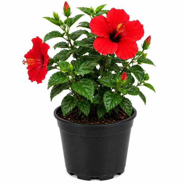PL0040RD-a Hibiscus ( Hibiscus rosa-sinensis)