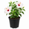 PL0040WT-a Hibiscus ( Hibiscus rosa-sinensis)