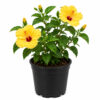 PL0040YL-a Hibiscus ( Hibiscus rosa-sinensis)