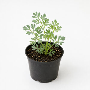 PL0044-a Nagadale / Common Rue / ನಾಗದಳೆ / அறுபதாம் பச்சை / సదాపాకు (Ruta graveolens)