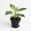 Philodendron Birkin