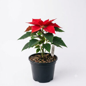 Poinsettia Red | Panchotiya (Euphorbia pulcherrima)