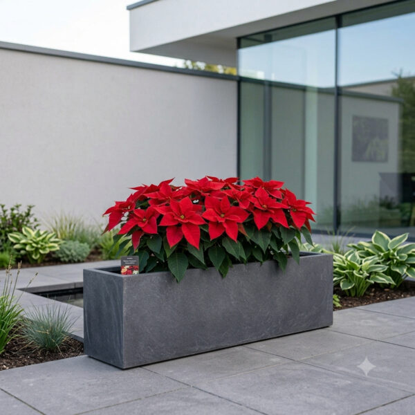 Poinsettia Red | Panchotiya (Euphorbia pulcherrima)