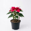 Poinsettia Pink | Panchotiya (Euphorbia pulcherrima)