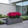 Poinsettia Pink | Panchotiya (Euphorbia pulcherrima)