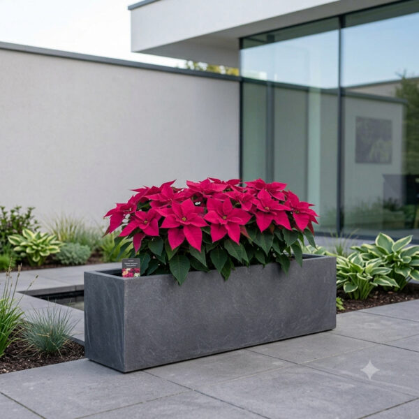 Poinsettia Pink | Panchotiya (Euphorbia pulcherrima)