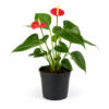 PL0050-a Anthurium (Anthurium andraeanum)