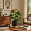 PL0050-b Anthurium (Anthurium andraeanum)