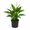 Peace Lily (Spathiphyllum wallisii)