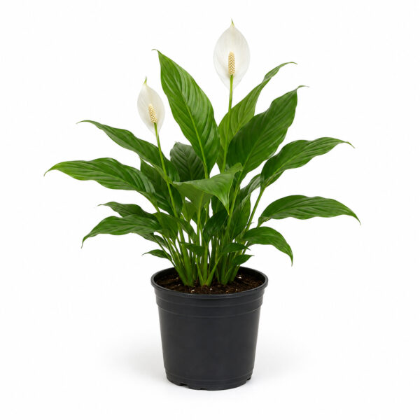 Peace Lily (Spathiphyllum wallisii)