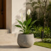 Peace Lily (Spathiphyllum wallisii)