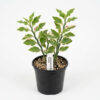 Pedilanthus (Euphorbia tithymaloides)