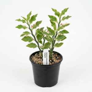 PL0053-a Pedilanthus (Euphorbia tithymaloides)