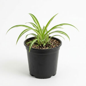 PL0054-a Chlorophytum | Spider Plant (Chlorophytum comosum)