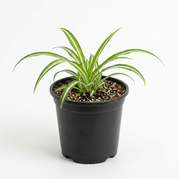 Chlorophytum | Spider Plant (Chlorophytum comosum)